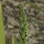 Echinochloa frumentaceae - Japanhirse