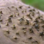 Echinoderma asperum - Spitzschuppiger Stachelschirmling