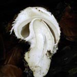 Echinoderma asperum - Spitzschuppiger Stachelschirmling