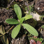 Echium vulgare - Gewöhnlicher Natternkopf