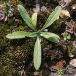 Echium vulgare - Gewöhnlicher Natternkopf