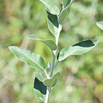 Eleagnus angustifolia - Schmalblättrige Ölweide