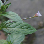 Epilobium roseum - Rosarotes Weidenröschen