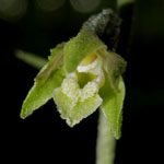 Epipactis microphylla - Kleinblättrige Stendelwurz