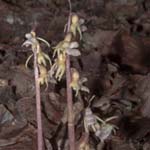 Epipogium aphyllum - Blattloser Widerbart