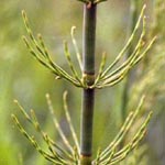 Equisetum fluviatile - Teich-Schachtelhalm