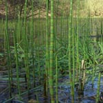 Equisetum fluviatile - Teich-Schachtelhalm