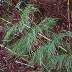 Equisetum sylvaticum - Wald-Schachtelhalm