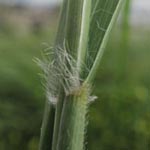 Eragrostis curvula - Gebogenes Liebesgras