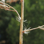 Eragrostis curvula - Gebogenes Liebesgras