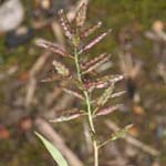 Eragrostis minor - Kleines Liebesgras