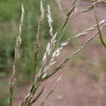 Eragrostis multicaulis - Japanisches Liebesgras