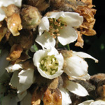 Eriobotrya japonica - Japanische Wollmispel