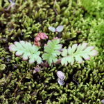Erodium cicutarium - Gewöhnlicher Reiherschnabel