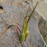 Erodium cicutarium - Reiherschnabel