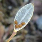 Erophila - Hungerblümchen