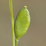 Erophila verna - Frühlings-Hungerblümchen