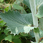 Eryngium giganteum - Riesen-Mannstreu