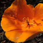 Eschscholzia californica - Kalifornischer Kappenmohn