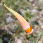 Eschscholzia californica - Kalifornischer Kappenmohn