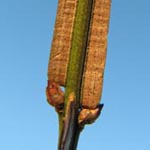 Euonymus alatus - Flügel-Spindelstrauch