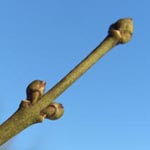 Euonymus europaeus - Pfaffenhütchen