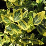 Euonymus fortunei 'Emerald Gold' - Kletternder Spindelstrauch