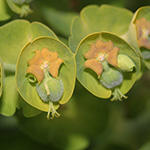 Euphorbia characias - Palisaden-Wolfsmilch