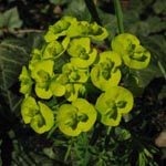 Euphorbia cyparissias - Zypressen-Wolfsmilch