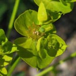 Euphorbia esula - Esels-Wolfsmilch