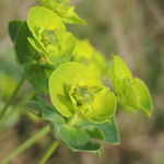 Euphorbia esula - Esels-Wolfsmilch