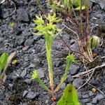 Euphorbia exigua - Kleine Wolfsmilch