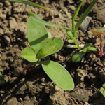 Euphorbia helioscopia - Sonnenwend-Wolfsmilch