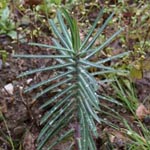 Euphorbia lathyris - Spring-Wolfsmilch