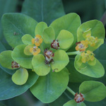 Euphorbia palustris - Sunpf-Wolfsmilch
