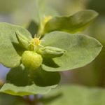Euphorbia peplus - Garten-Wolfsmilch