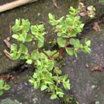 Euphorbia peplus - Garten-Wolfsmilch
