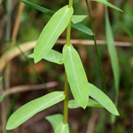 Euphorbia platyphyllos - Breitblättrige Wolfsmilch
