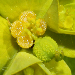Euphorbia platyphyllos - Breitblättrige Wolfsmilch