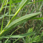 Euphorbia saratoi - Scheinruten-Wolfsmilch