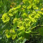 Euphorbia seguieriana - Steppen-Wolfsmilch