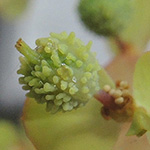 Euphorbia stricta - steife Wolfsmilch