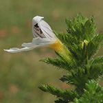 Euphrasia officinalis subsp. rostkoviana - Gewöhnlicher Augentrost