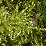 Eurynchium praelongum - Langblättriges Schönschnabelmoos