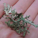 Evernia prunastri - Pflaumenflechte