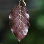 Fagus sylvatica Atropurpurea' - Rot-Buche (&quot;Blut-Buche&quot;)