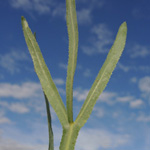 Falcaria vulgaris - Sichelmöhre