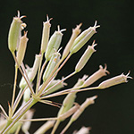 Falcaria vulgaris - Sichelmöhre