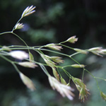 Festuca altissima - Wald-Schwingel