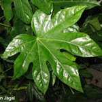 Fatsia japonica - Zimmeraralie